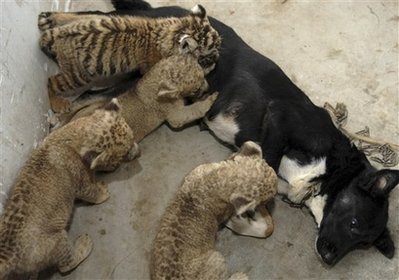 dog-and-tiger-cubs.jpg